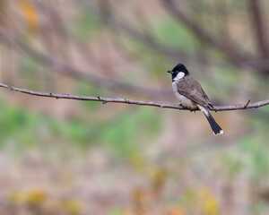 White Cheek Bulbul