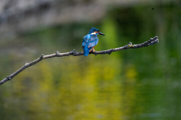 Kingfisher British Wildlife common kingfisher bird flying