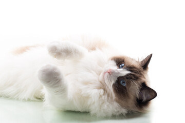 Happy beautiful Ragdoll cat isolated on white background
