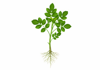 Obraz premium Lush Green Plant with Roots Botany Nature Growth Ecology Agriculture