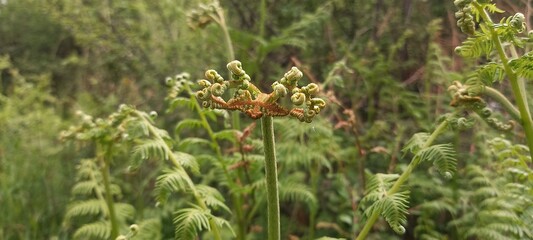 Fougère