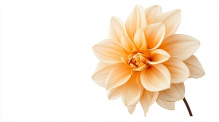 Naklejka premium Vibrant isolated flower with transparent background for graphics