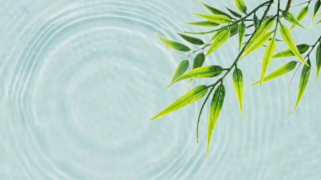 wet green bamboo leaf branch isolated on blue transparent water surface with rain drop circles and sunlight reflections, nature garden background, slow motion design concept