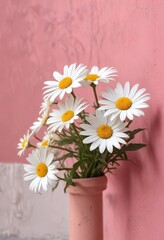Obraz premium Vibrant white daisies blooming against a pink wall, strong, striking, contrast, blossoming