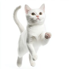 Obraz premium A playful white cat leaping gracefully with an expression of curiosity and joy against a clean white background.