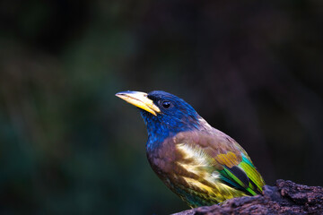 Great barbet