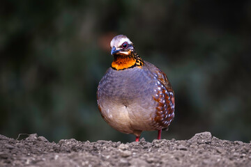 Rufous-throated partridge