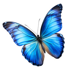 Obraz premium Azure Wings: A Stunning Close-Up of a Vibrant Blue Butterfly 곤충 チョウ macro fauna crisp sharp plant 