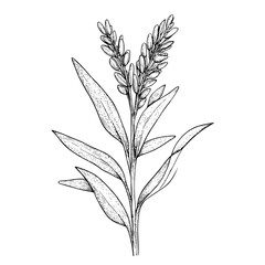Fototapeta premium A black and white sketch features a flowering plant with long, slender leaves and multiple blooms