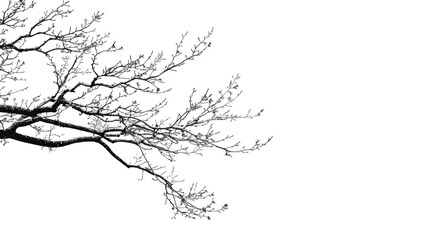 Tree branch on transparent background