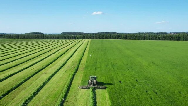 Green tractor is cutting hay in field, creating straight lines of freshly cut grass against lush green field and clear blue sky. Harvesting of fodder grasses for livestock. Agro business. Aerial view