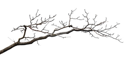 Obraz premium Tree branch on transparent background