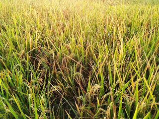 Rice Field Shack
View of rice field huts in the morning