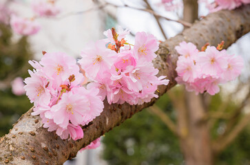 thick branch with cherry blossoms