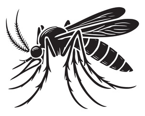 Mosquito 12.eps