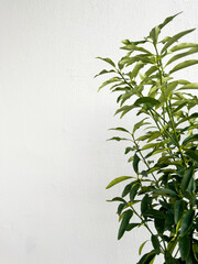 Obraz premium Lush green plant against a textured white background in a bright indoor setting