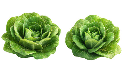 Obraz premium cabbage isolated on white background