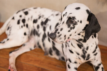 Playful dalmatian relaxing indoors on a wooden floor in a cozy setting