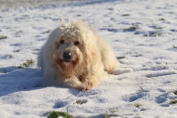 Goldendoodle im Schnee