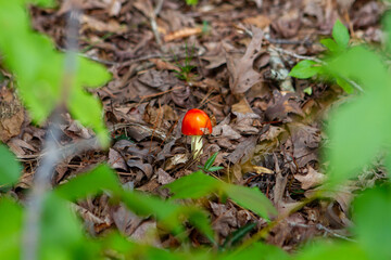 Wild mushrooms in the enchanted forest