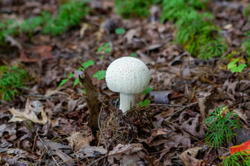 Wild mushrooms in the enchanted forest