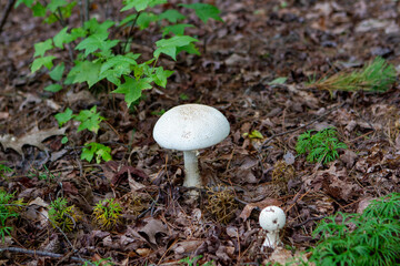 Wild mushrooms in the enchanted forest