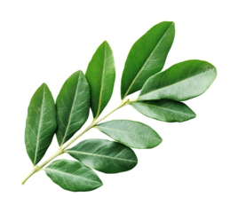 Olive leaves arrangement nature minimalist style close-up botanical concept