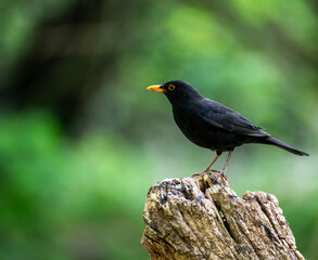blackbird on a tree stump