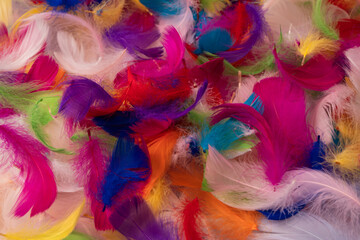 Colorful feather background, top view.