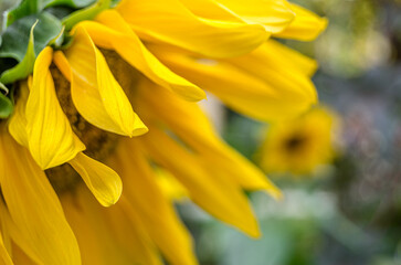 Detail of a sunflower blossom