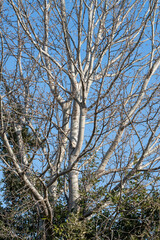 Bouleau blanc en hiver