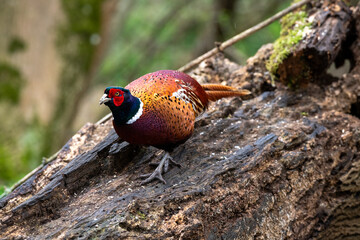 Pheasant male woodland grouse