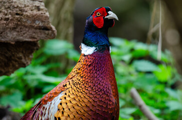 Pheasant male woodland grouse