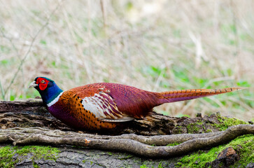 Pheasant male woodland grouse