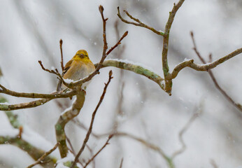 Male American goldfinch in winter plumage is perched on tree branch on a snowy January day with its beak open and chirping