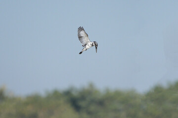 Kingfisher, living naturally in Thailand