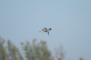 Kingfisher, living naturally in Thailand