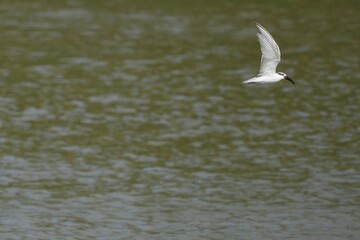 The seagull lives naturally in Thailand.