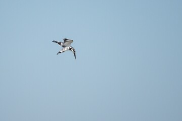Kingfisher, living naturally in Thailand