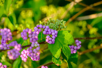 ムラサキシキブの鮮やかな実
