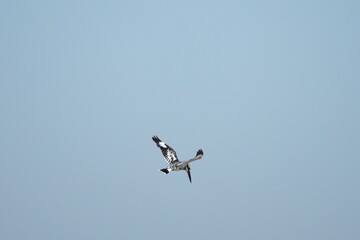Kingfisher, living naturally in Thailand