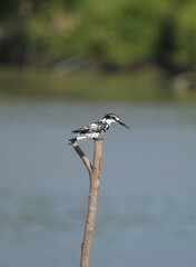 Kingfisher, living naturally in Thailand