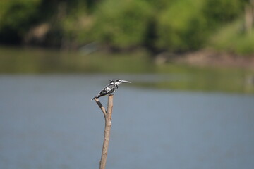 Kingfisher, living naturally in Thailand