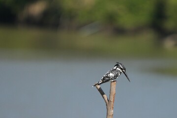 Kingfisher, living naturally in Thailand