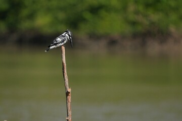 Kingfisher, living naturally in Thailand
