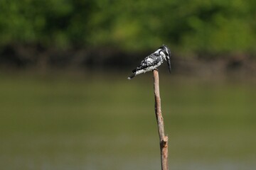 Kingfisher, living naturally in Thailand