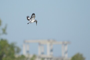 Kingfisher, living naturally in Thailand