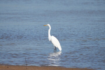 Great Egret, living naturally in Thailand