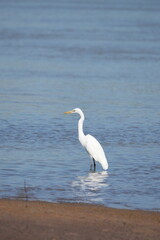 Great Egret, living naturally in Thailand