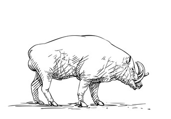 Male babirusa or deer-pig animal of swine family species found in the Indonesian islands, Hand drawn illustration, Vector sketch